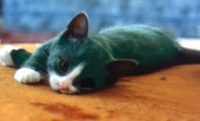green kitten