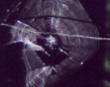 spiderweb (upside down)